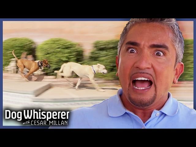 Dangerous Boxer Mix Attacking Neighbor's Dogs | S4 Ep 20 | Dog Whisperer With Cesar Millan