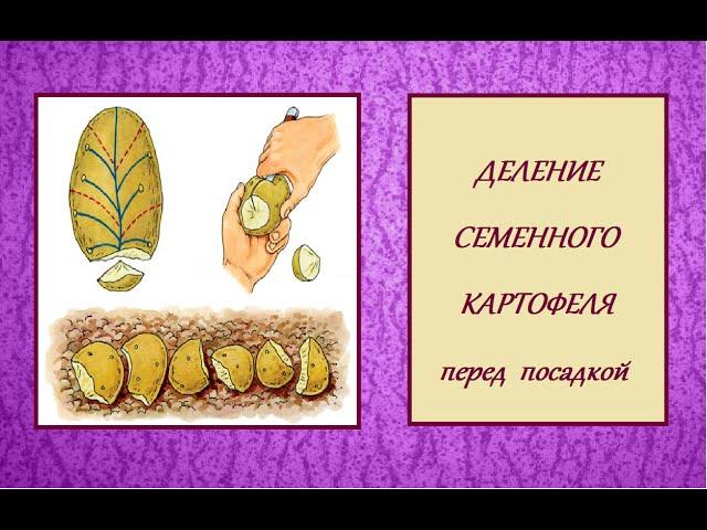 ДЕЛЕНИЕ СЕМЕННОГО КАРТОФЕЛЯ перед посадкой.