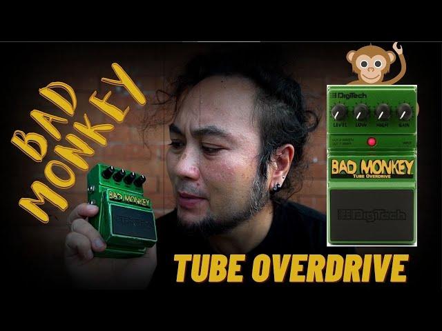 Pedaliction Series | Digitech Bad Monkey Tube Overdrive | Pedal Demo