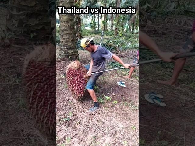 Skill angkat buah sawit orang Indonesia memang beda