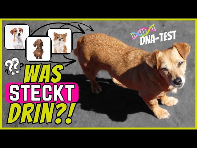 Hunde DNA-Rassebestimmung | So machst du einen Rasse-Test