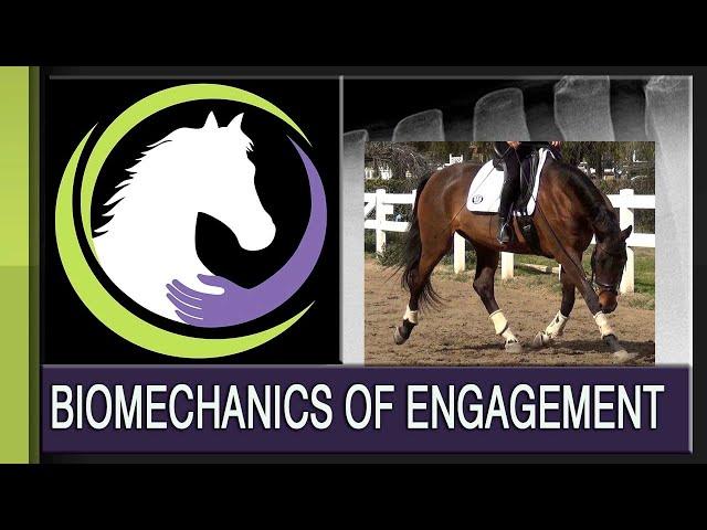 Developing Your Horse's Back: the Biomechanics of Engagement