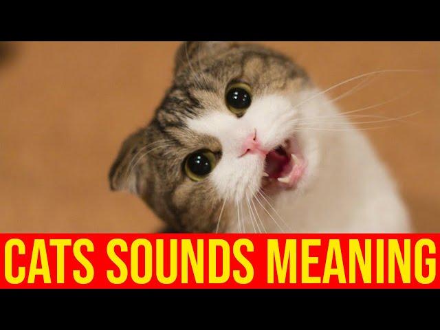 7 Sounds Cats Make And What They Mean/All Cats