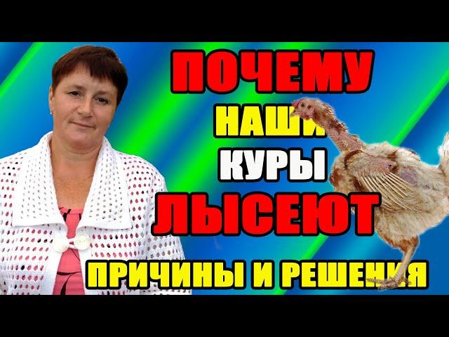 Почему наши куры ЛЫСЕЮТ. Причины и мои решения.