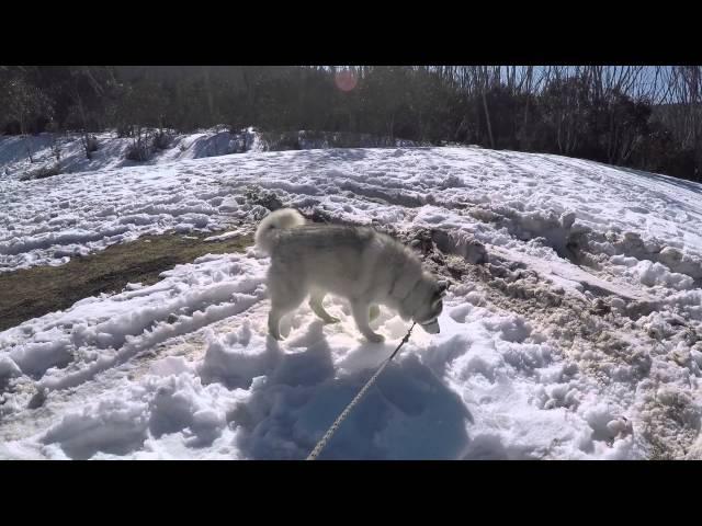 Huskies @ The Snow UnCut