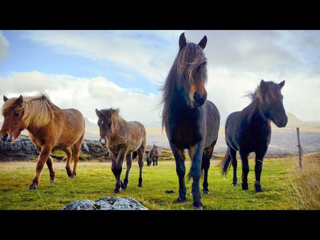 1 HOUR of AMAZING HORSES From Around the World - Best Relax Music, Meditation, Stress Relief, Calm