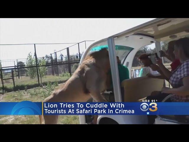 Lion Tries To Cuddle With Tourist At Safari Park In Crimea