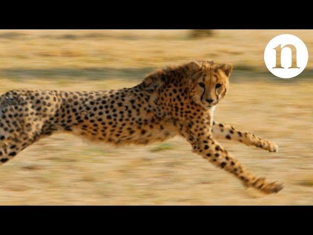 Anatomy of a hunt: Speed, strategy and survival