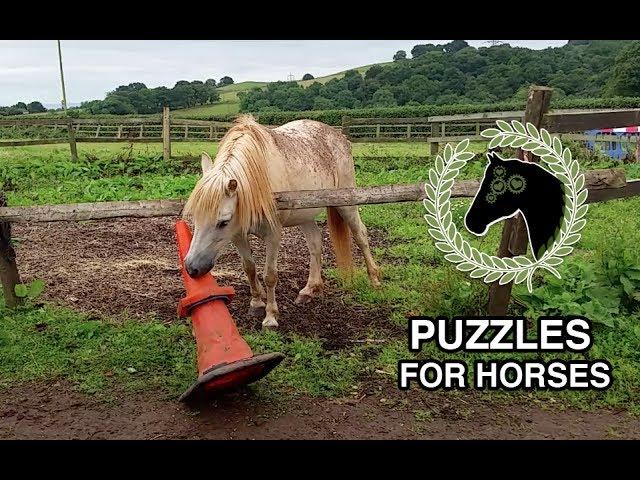 Horse solves puzzle | Problem solving and cognitive enrichment