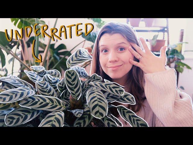 these plants deserve more hype!! | underrated houseplants