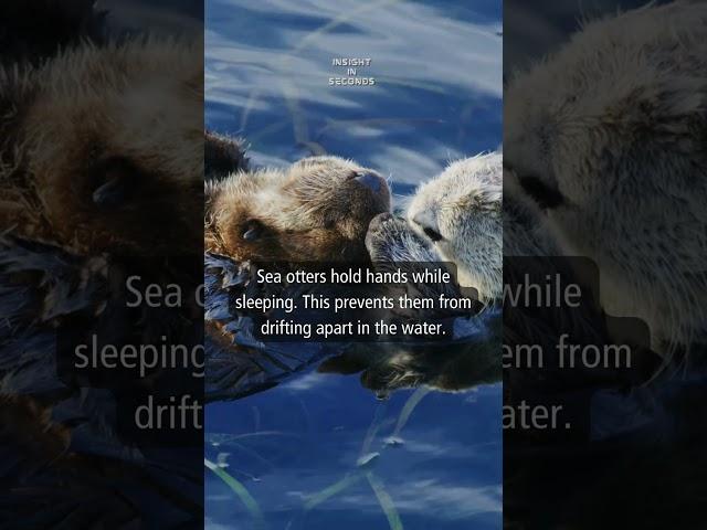 Today's Insight: Sea Otters #shorts #facts #insight #seaotter #animals #information #knowledge