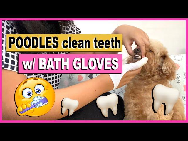 HOW I BRUSH MY DOG'S TEETH | Poodle Mom