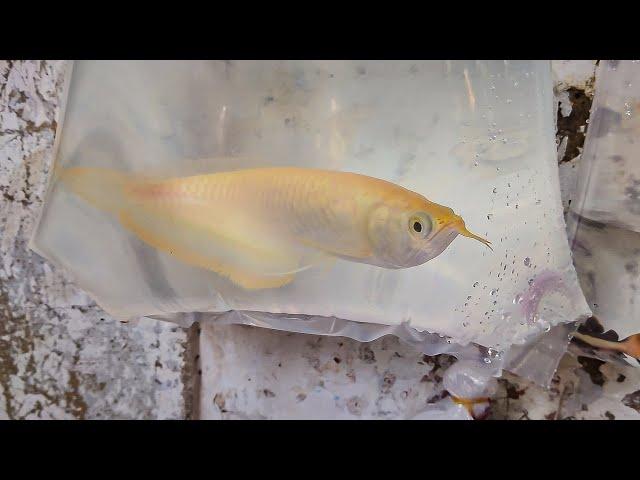 Ankurhati Pet Market Live Video 2024 Kolkata Latest Update | Aquarium Fishes price update