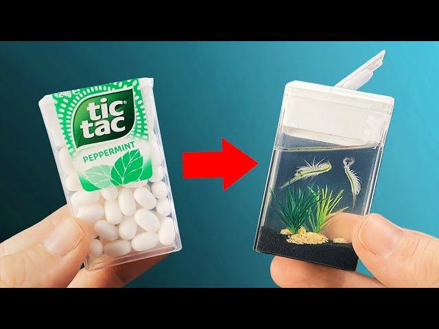 TIC TAC AQUARIUM WITH REAL ANIMALS!