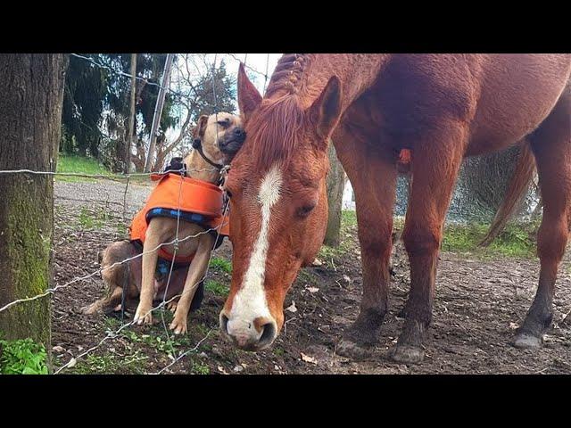 Animal BEST Friends   10 Minutes of FUNNY Pets