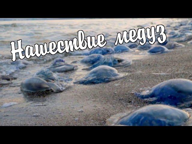 Медузы в Гоа: что делать если ужалила медуза, меры предосторожности
