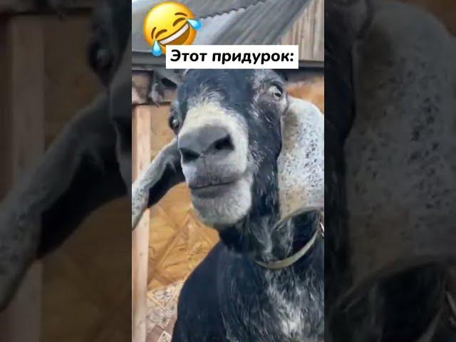 Нужна прелюдия!