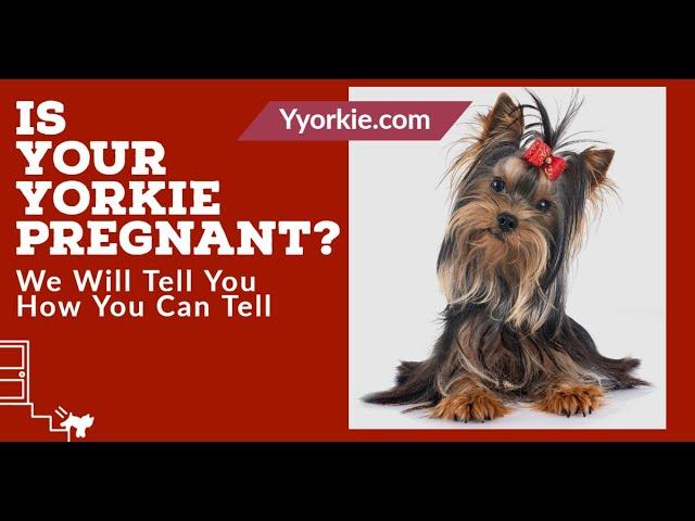 Can You Tell If Your Yorkie Is Pregnant? (Learn How To Know If You Have Puppies Coming)