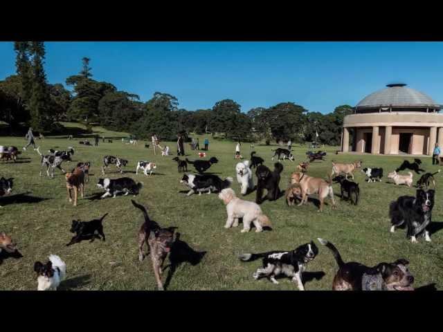 Guess How Many Dogs are in the park?