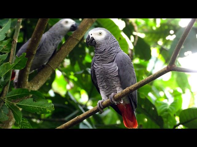 2 Hours African Grey Parrot Sounds Effects