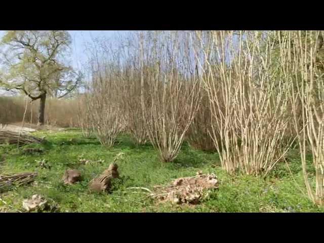 What is coppicing?