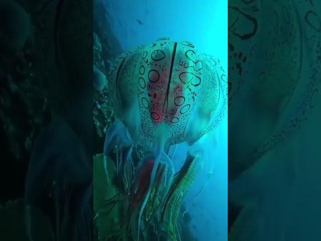 #oceansnation Rare footage of a box jellyFish #papuanewguinea#shorts
