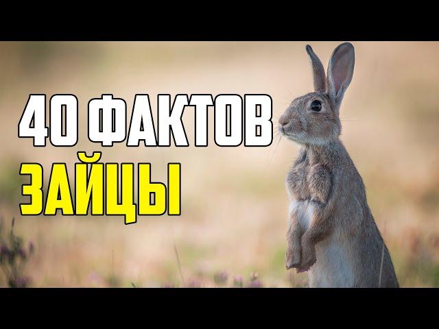 40 ИНТЕРЕСНЫХ ФАКТОВ О ЗАЙЦАХ