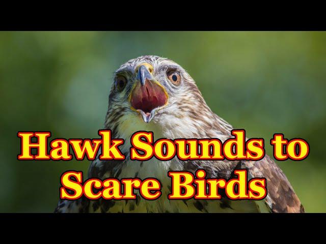 Sounds to scare birds  The sounds of a bird of prey that scare away other birds - 3 hours