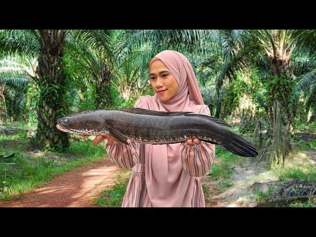 MASAK HARUAN HASIL MANCING DI PAYA KELAPA SAWIT |Haruan sambal hijau | Snakehead fish in green sauce