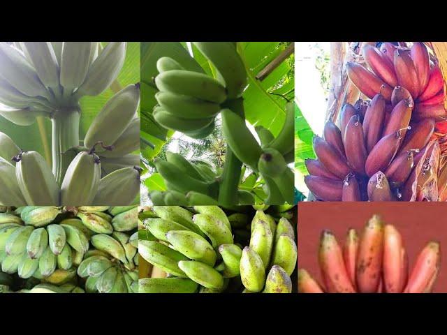 Different Varieties of Banana in the Philippines l Oriental Mindoro.