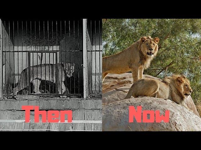 Zoos - Then and Now