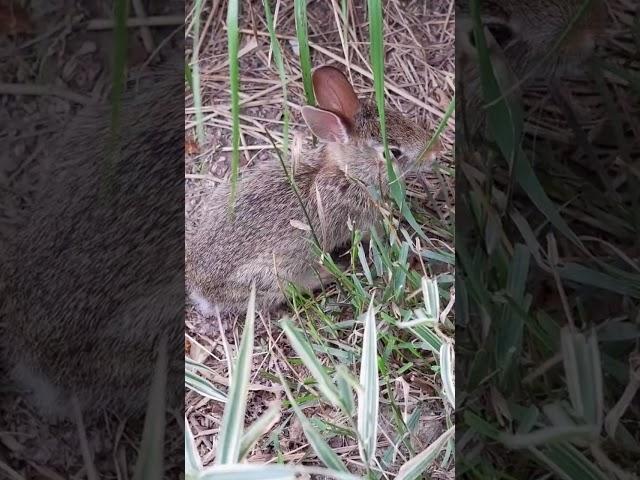 Cute Mouse Eating Grass