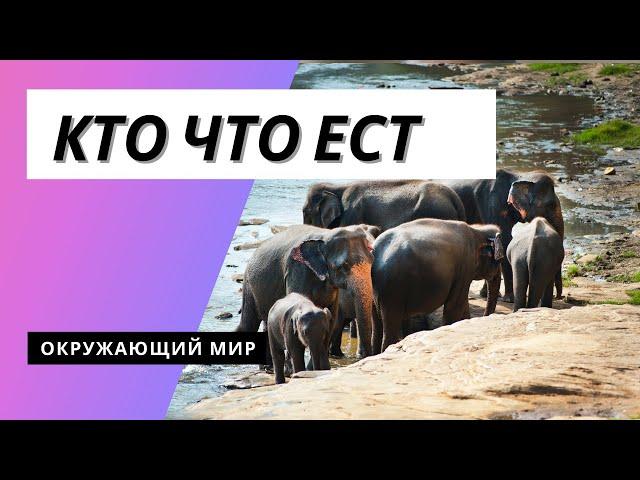 Тема урока: "Кто что ест" Окружающий мир 3 класс