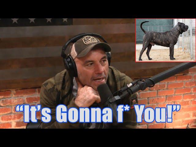 Joe Rogan Reacts to SoCalPresa Presa Canario - JRE Podcast - "Ultimate Guard Dog"