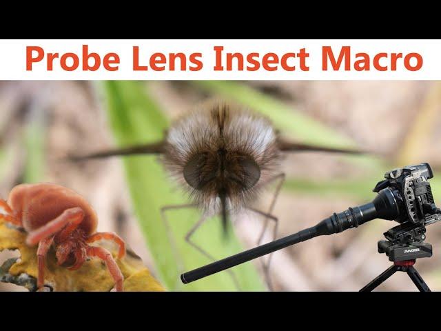 Macro insect footage with the Probe Lens