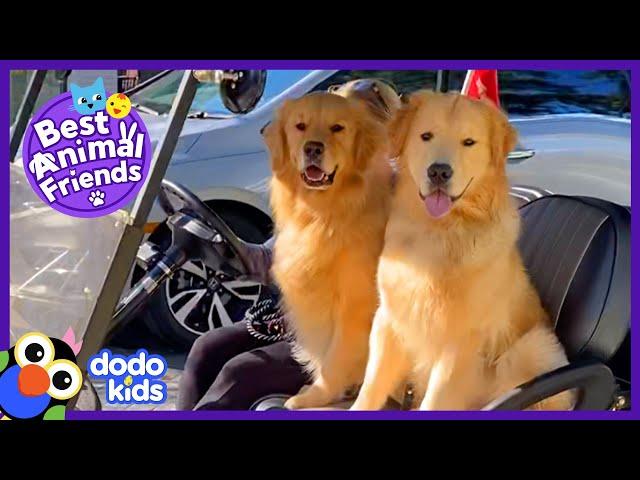 Golden Retrievers Video Chat Between Sleepovers | Best Animal Friends | Dodo Kids