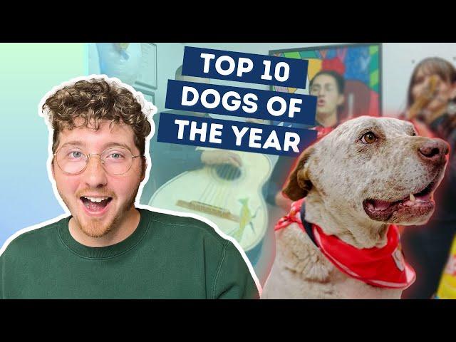 Top 10 Dogs of the YEAR!