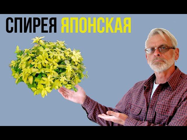 СПИРЕЯ ЯПОНСКАЯ / Посадка и уход / Игорь Билевич