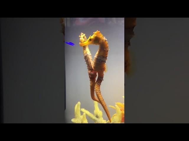 Female seahorse transferring her eggs to the male. #seahorses #beauty #nature #aqualush