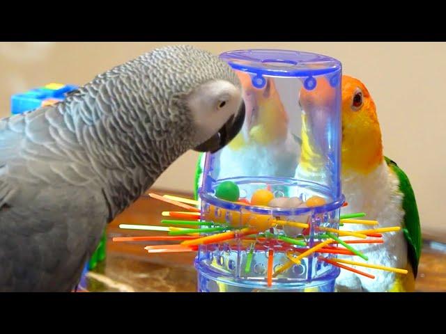 Apollo Plays KerPlunk Stream Highlights