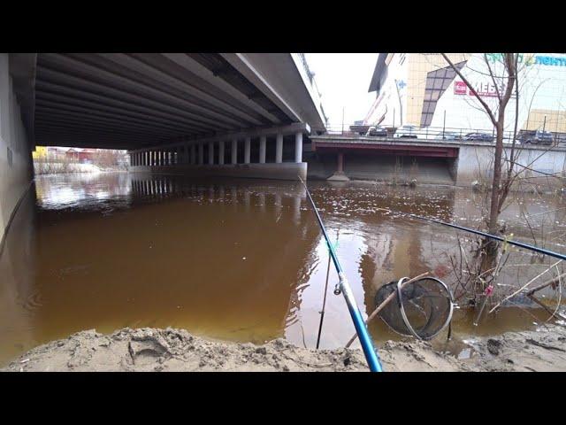 ЖОР КАРАСЯ В ЦЕНТРЕ ГОРОДА(Барнаул) НА ДОНКИ И БОКОВОЙ КИВОК