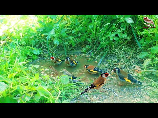 Video from the wild. With a group song to stimulate the goldfinch