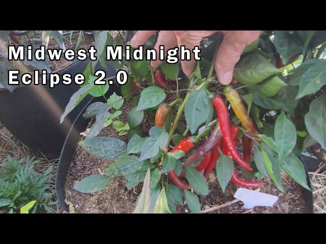 The Midwest Midnight Eclipse 2.0 Pepper Through The Summer and a Taste Test