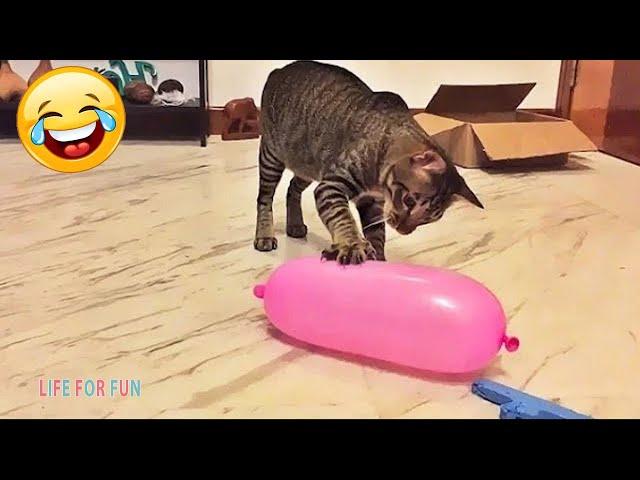 Super Funny Cats Videos - The Funniest DOG and Cats Compilation