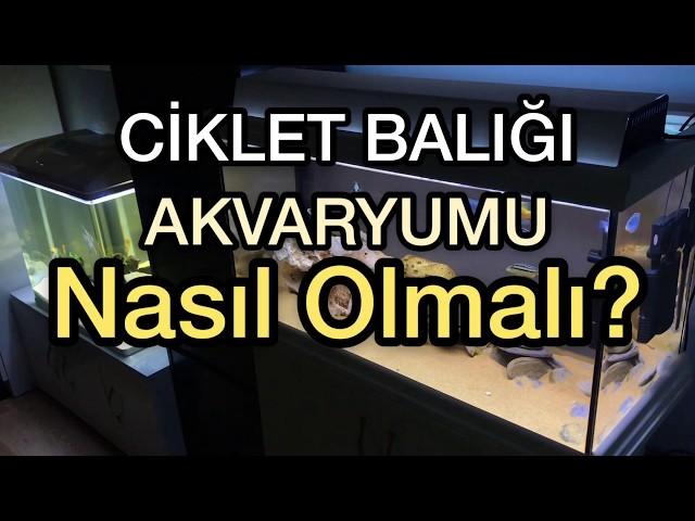 Ciklet Balığı Akvaryumu Nasıl Olmalı?