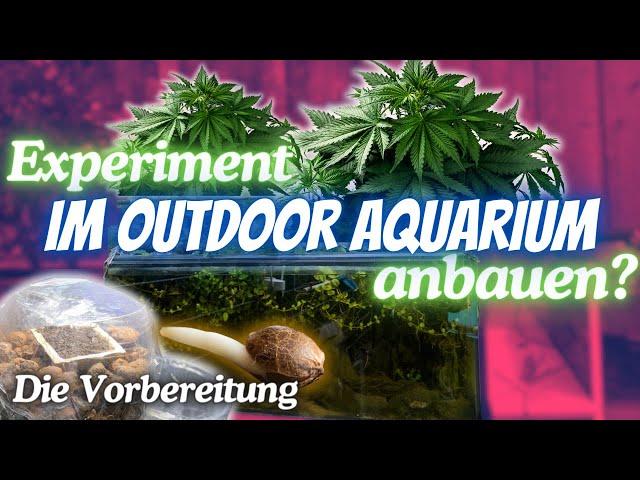 EXPERIMENT Cannabis im Aquarium anbauen? Samen keimen & anziehen