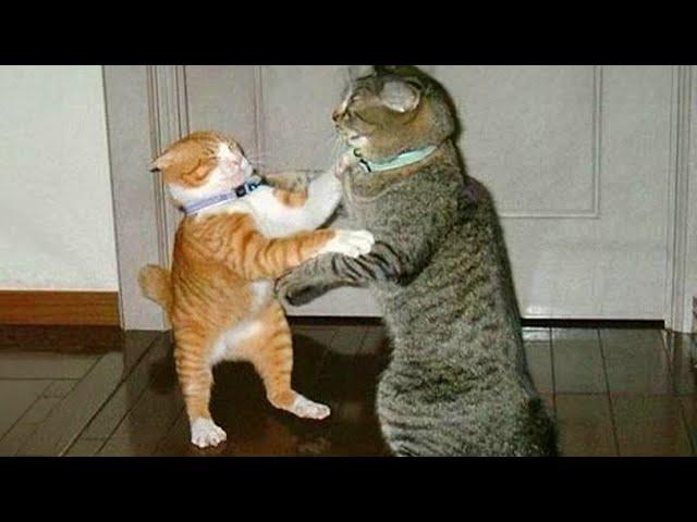 The Most Dramatic Cats are Waiting for You here!   FUNNY CAT VIDEOS