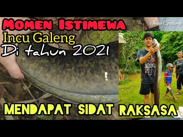 Mengenang momen istimewa Incu Galeng di tahun 2021, mendapat rekor ikan sidat terbesar