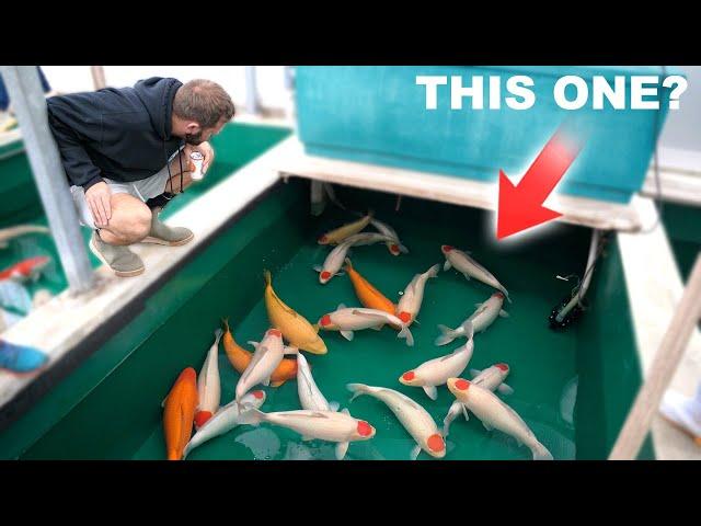 Sales Day in Japan - Buying Amazing Koi!!