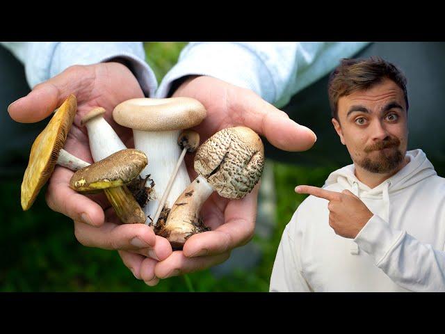 How I learned to forage wild mushrooms without dying
